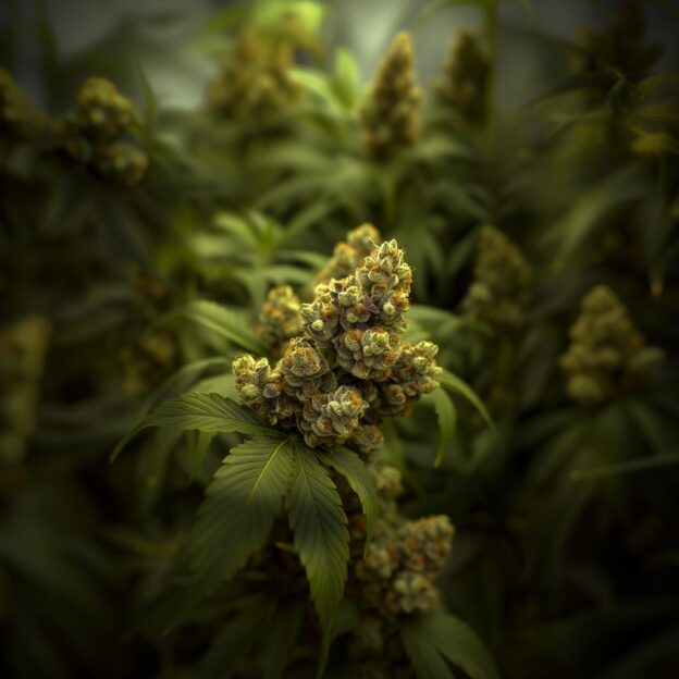 Miracle Whip Strain Information & Effects Miracle Whip Strain Information & Effects