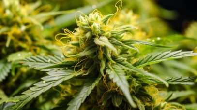 Lemon Skunk Strain Information & Effects